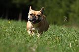 BOULEDOGUE FRANCAIS 865